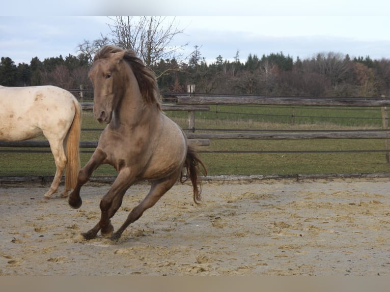 PRE Mix Merrie 4 Jaar 160 cm Pearl in Balingen