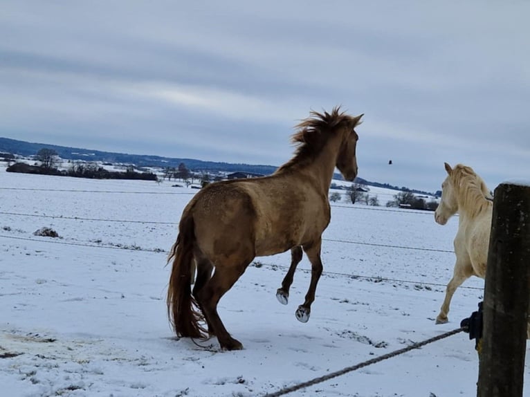 PRE Mix Merrie 4 Jaar 160 cm Pearl in Balingen