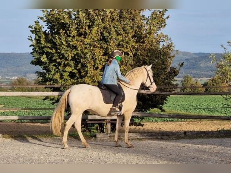 PRE Mix Merrie 4 Jaar 160 cm Perlino in Balingen