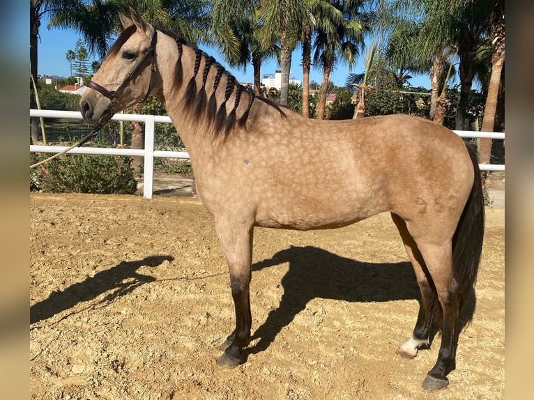 PRE Mix Merrie 4 Jaar 160 cm Roodbruin in Malaga