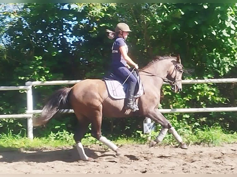 PRE Merrie 4 Jaar 160 cm Schimmel in Drage