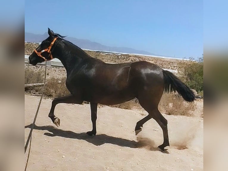 PRE Mix Merrie 4 Jaar 160 cm Zwart in Mazarrulleque