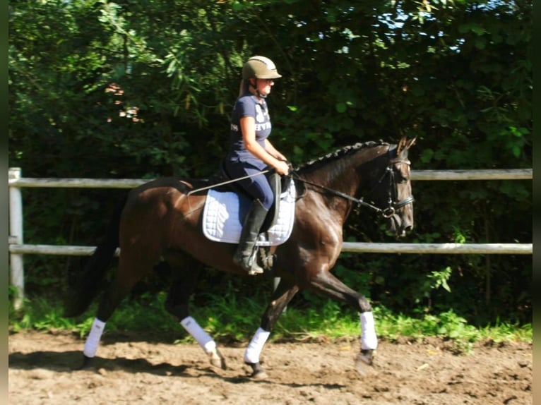 PRE Merrie 4 Jaar 160 cm Zwart in Drage