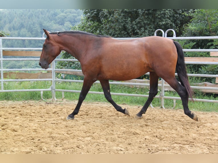 PRE Mix Merrie 4 Jaar 161 cm Bruin in Brauweiler