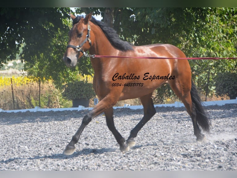 PRE Mix Merrie 4 Jaar 161 cm Bruin in Vejer de la Frontera