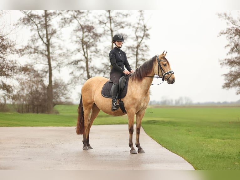 PRE Merrie 4 Jaar 161 cm Buckskin in Hartwerd