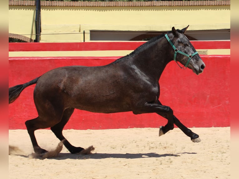 PRE Mix Merrie 4 Jaar 161 cm Schimmel in Rafelguaraf