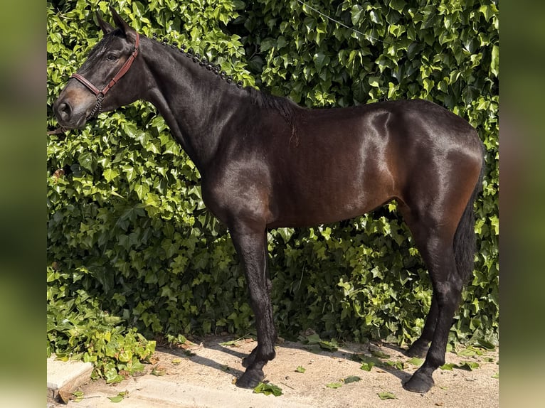 PRE Merrie 4 Jaar 161 cm Zwartbruin in Vega De AlmenaraPeñaflor