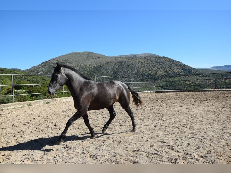 PRE Mix Merrie 4 Jaar 161 cm Zwartschimmel in Geroldsgrün