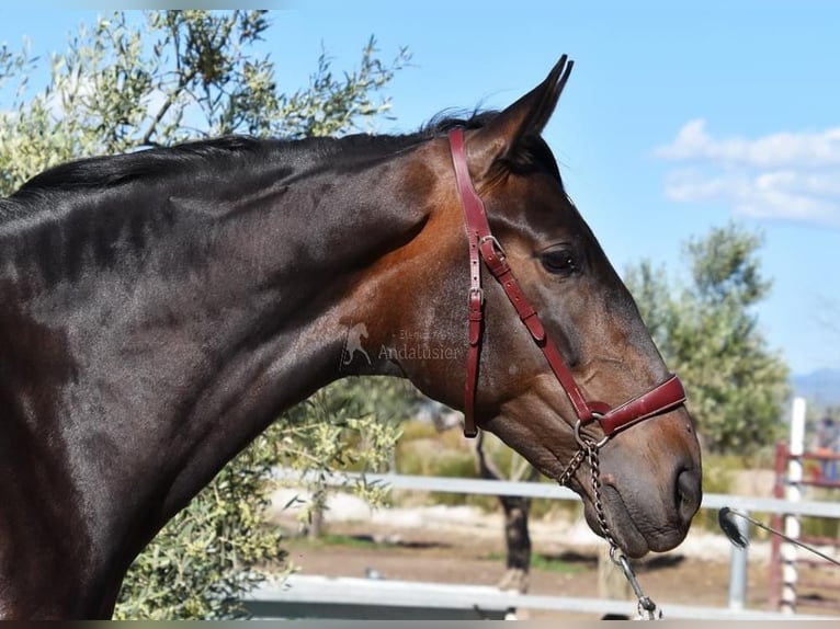 PRE Merrie 4 Jaar 162 cm Bruin in Provinz Granada