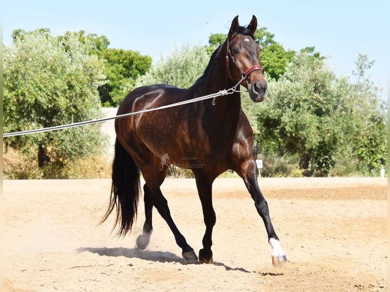 PRE Merrie 4 Jaar 162 cm Bruin in Provinz Granada