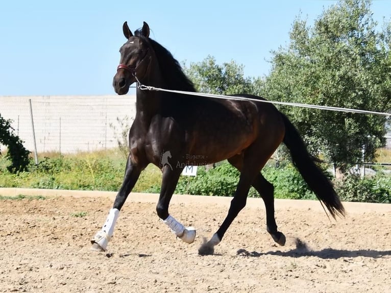 PRE Merrie 4 Jaar 162 cm Bruin in Provinz Granada