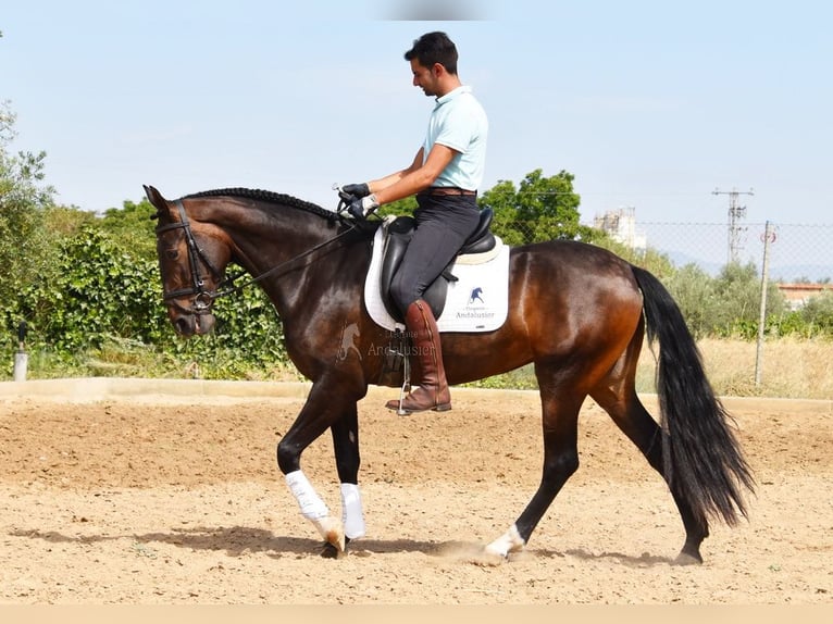 PRE Merrie 4 Jaar 162 cm Bruin in Provinz Granada