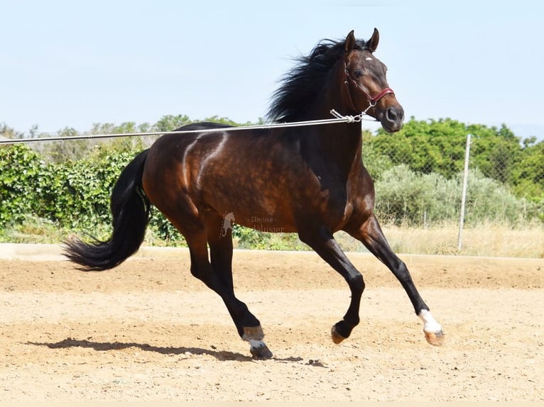 PRE Merrie 4 Jaar 162 cm Bruin in Provinz Granada