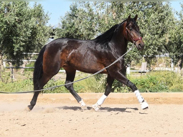 PRE Merrie 4 Jaar 162 cm Bruin in Provinz Granada