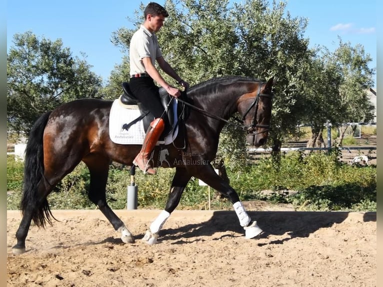 PRE Merrie 4 Jaar 162 cm Bruin in Provinz Granada