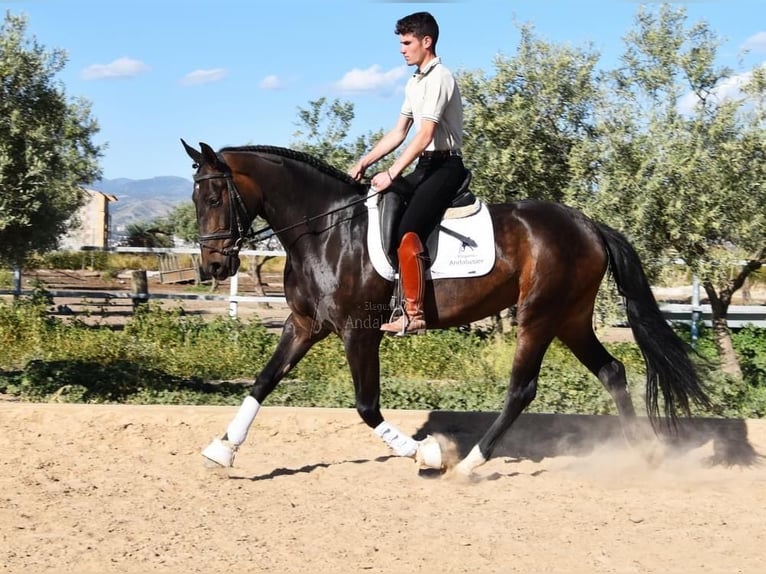 PRE Merrie 4 Jaar 162 cm Bruin in Provinz Granada