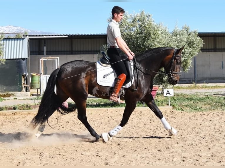 PRE Merrie 4 Jaar 162 cm Bruin in Provinz Granada