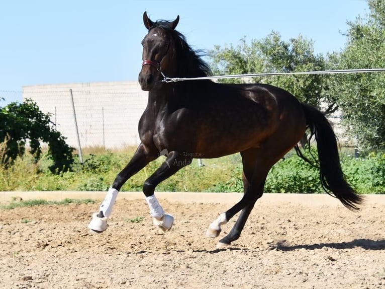 PRE Merrie 4 Jaar 162 cm Bruin in Provinz Granada