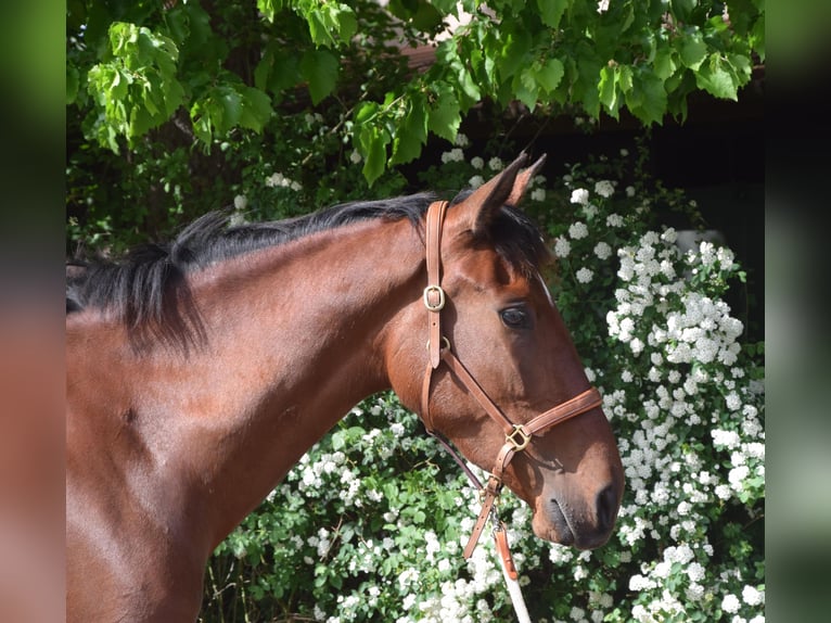 PRE Mix Merrie 4 Jaar 162 cm Bruin in Würzburg