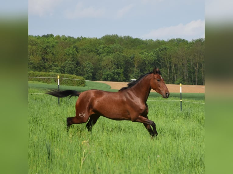 PRE Mix Merrie 4 Jaar 162 cm Bruin in Würzburg