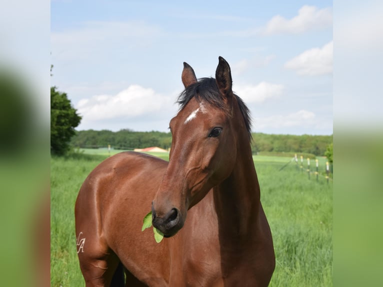 PRE Mix Merrie 4 Jaar 162 cm Bruin in Würzburg