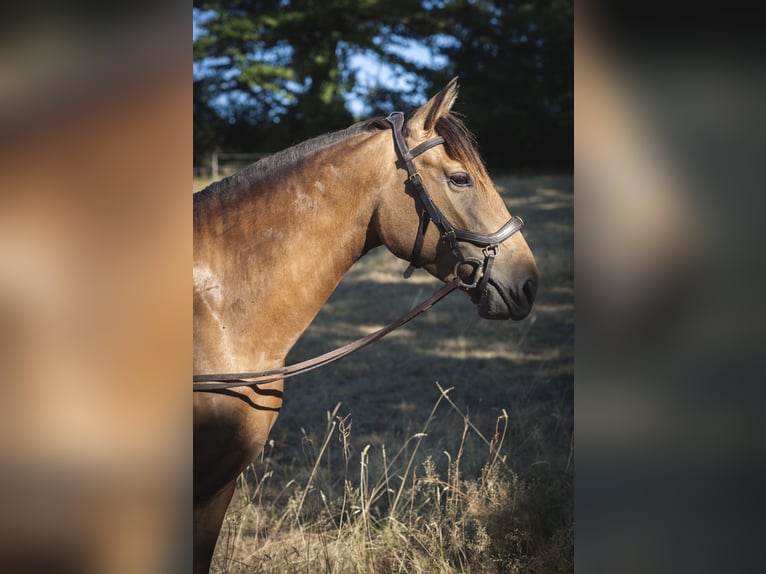 PRE Merrie 4 Jaar 162 cm Buckskin in Loye sur Arnon