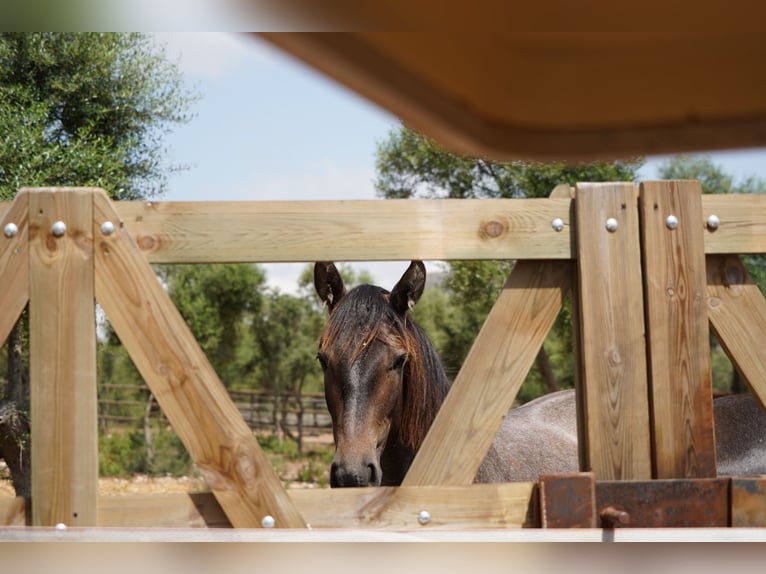 PRE Merrie 4 Jaar 162 cm Schimmel in Manacor