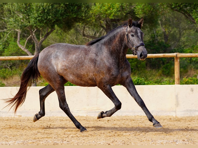 PRE Merrie 4 Jaar 162 cm Schimmel in Manacor