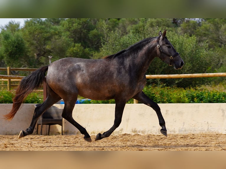 PRE Merrie 4 Jaar 162 cm Schimmel in Manacor