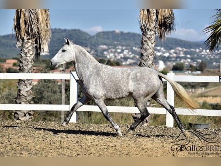 PRE Merrie 4 Jaar 162 cm Schimmel in Barcelona