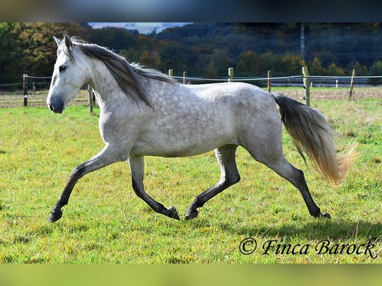 PRE Merrie 4 Jaar 162 cm Schimmel in Wiebelsheim