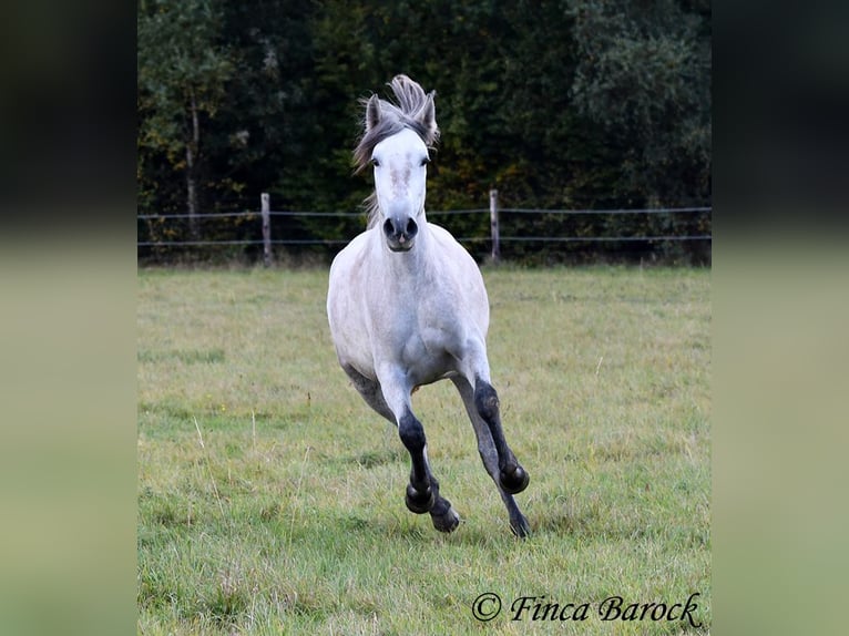 PRE Merrie 4 Jaar 162 cm Schimmel in Wiebelsheim