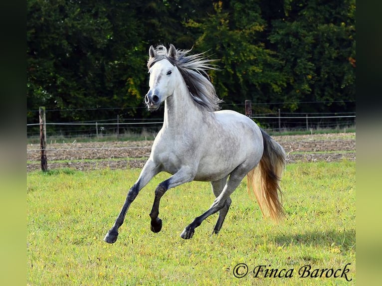 PRE Merrie 4 Jaar 162 cm Schimmel in Wiebelsheim