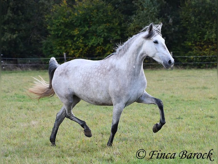 PRE Merrie 4 Jaar 162 cm Schimmel in Wiebelsheim