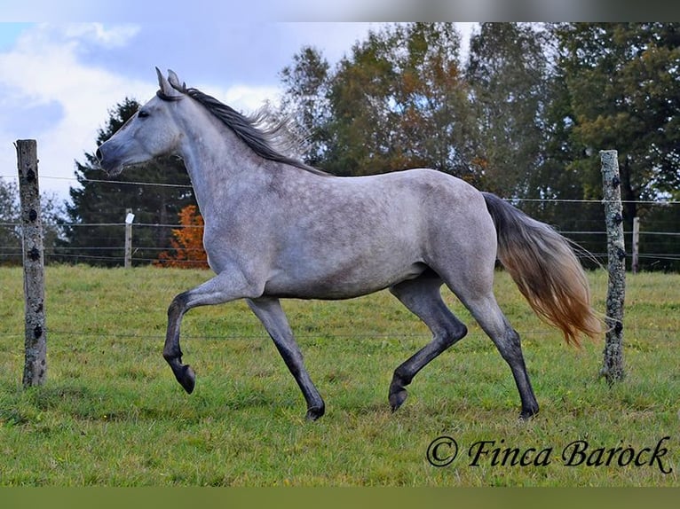 PRE Merrie 4 Jaar 162 cm Schimmel in Wiebelsheim