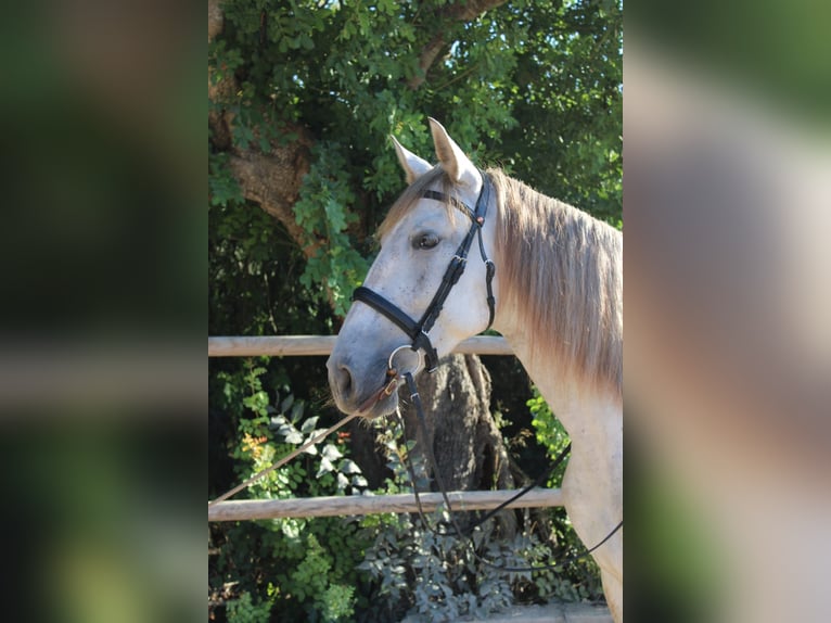 PRE Merrie 4 Jaar 162 cm Schimmel in Felanitx