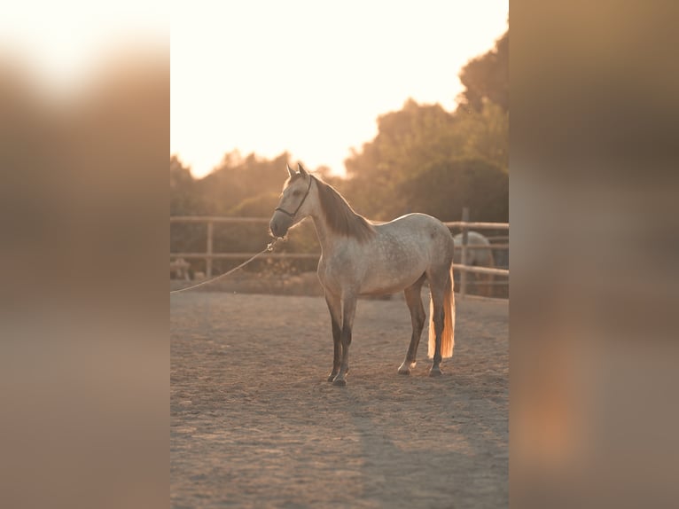 PRE Merrie 4 Jaar 162 cm Schimmel in Felanitx