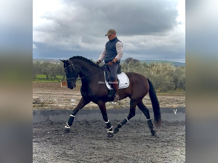 PRE Mix Merrie 4 Jaar 162 cm Zwart in Sevilla