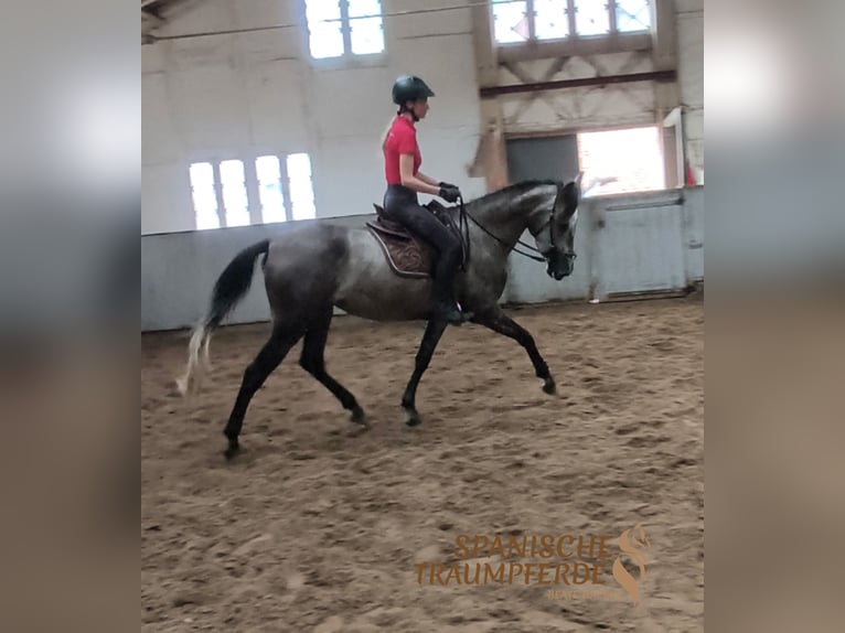 PRE Merrie 4 Jaar 162 cm Zwart in Travebthal