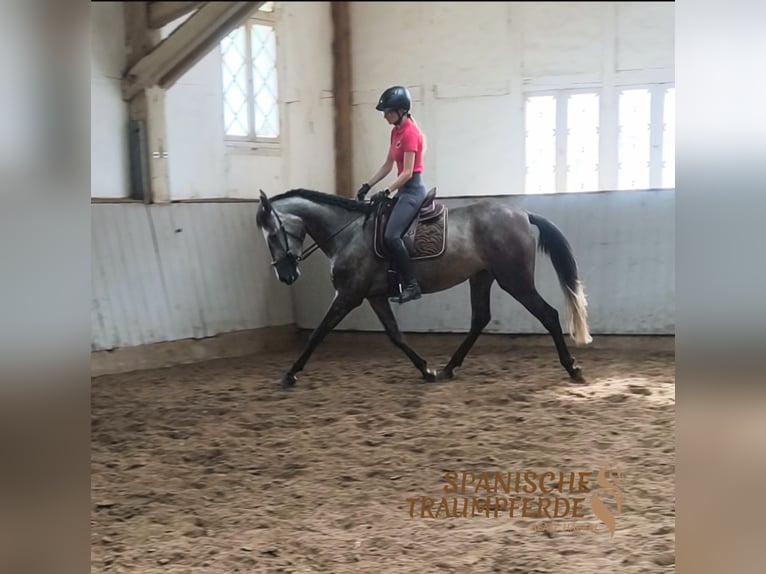 PRE Merrie 4 Jaar 162 cm Zwart in Travebthal