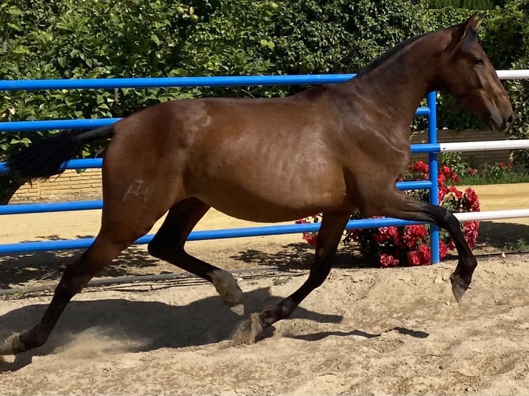 PRE Mix Merrie 4 Jaar 163 cm Bruin in Fuentes De Andalucia
