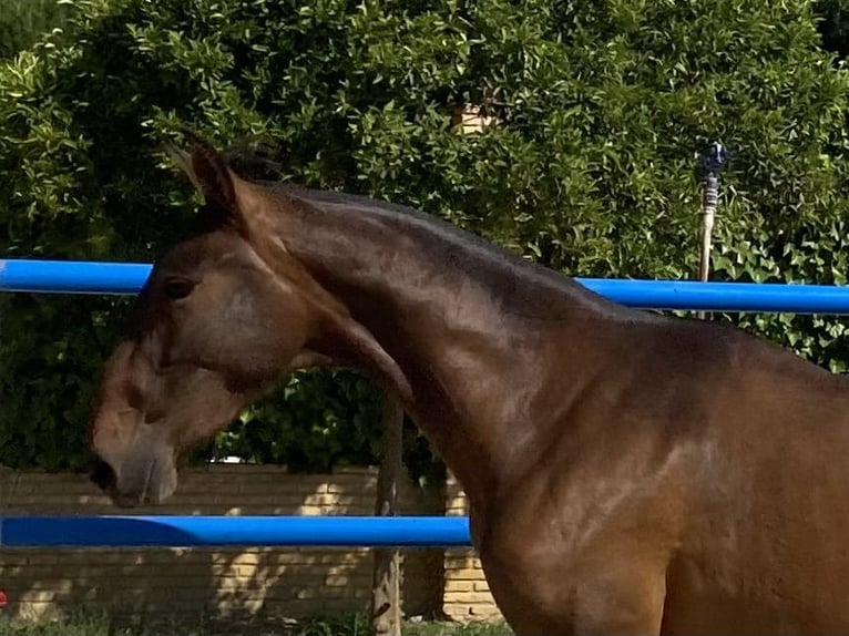 PRE Merrie 4 Jaar 163 cm Donkerbruin in Fuentes De Andalucia