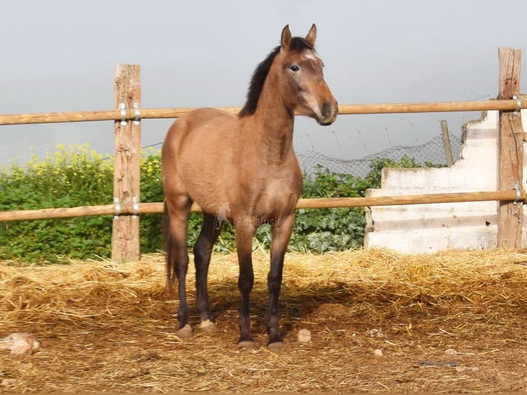 PRE Merrie 4 Jaar 163 cm Schimmel in Provinz Malaga
