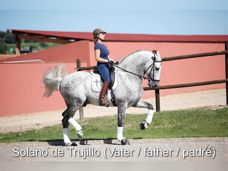 PRE Merrie 4 Jaar 163 cm Schimmel in Provinz Malaga