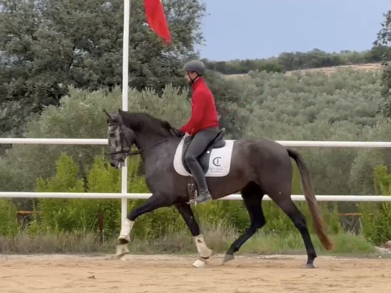 PRE Mix Merrie 4 Jaar 163 cm Schimmel in Coín