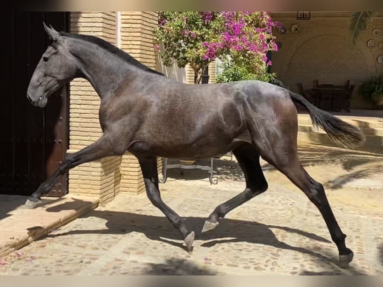 PRE Mix Merrie 4 Jaar 163 cm Schimmel in Fuentes De Andalucia