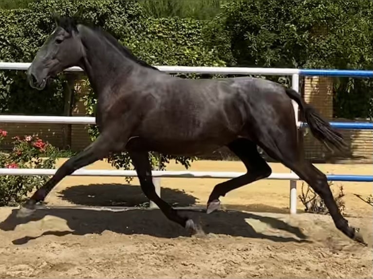 PRE Mix Merrie 4 Jaar 163 cm Schimmel in Fuentes De Andalucia