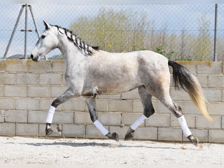PRE Merrie 4 Jaar 163 cm Schimmel in Provinz Granada