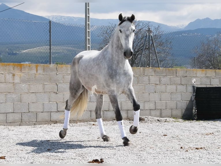 PRE Merrie 4 Jaar 163 cm Schimmel in Provinz Granada